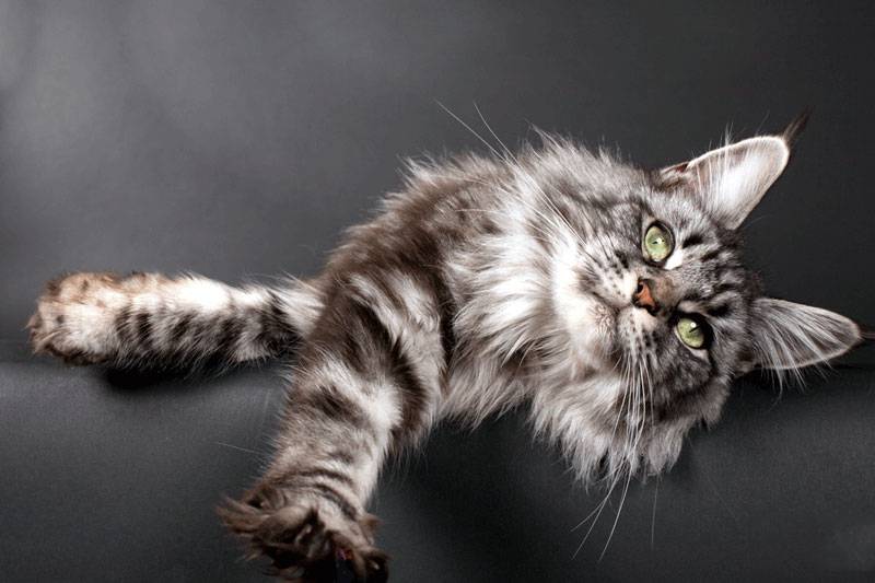 点击大图看下一张：神态慵懒的缅因猫图片