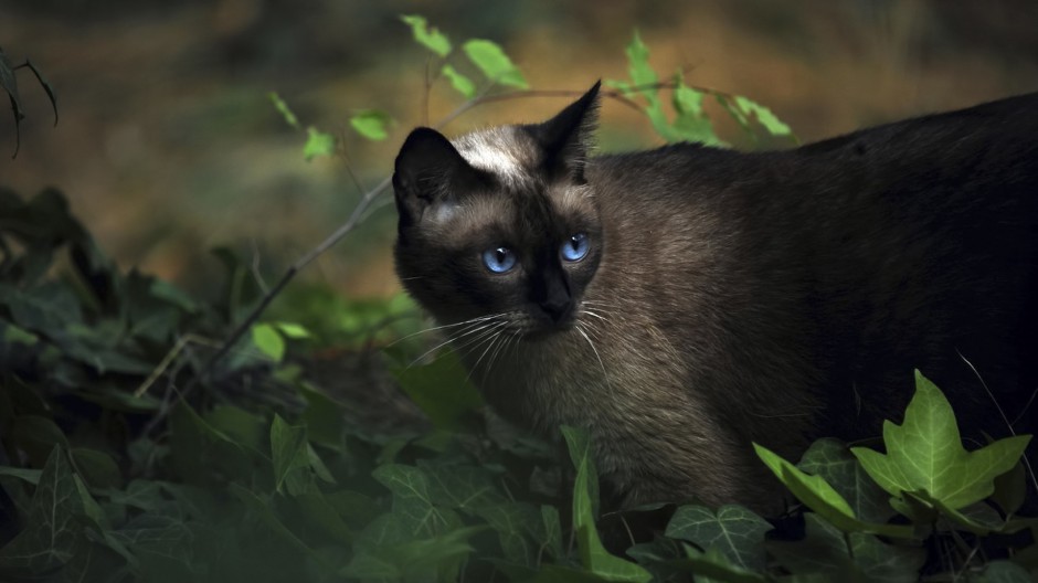 点击大图看下一张：贵气孤傲的暹罗猫生活写真照片