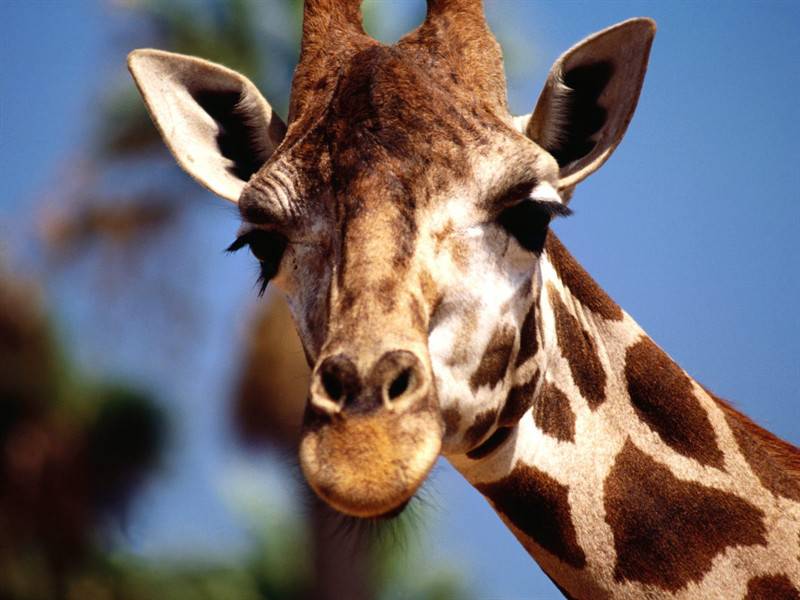 点击大图看下一张：野生长颈鹿高清动物图片