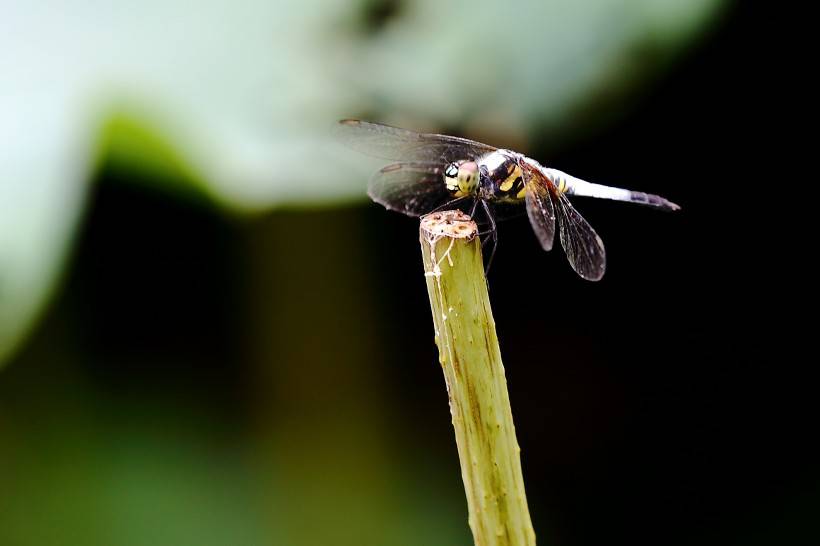 点击大图看下一张：荷塘公园蜻蜓图片高清特写