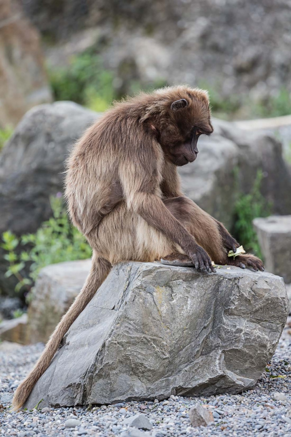 点击大图看下一张：动物园的可爱猴子图片