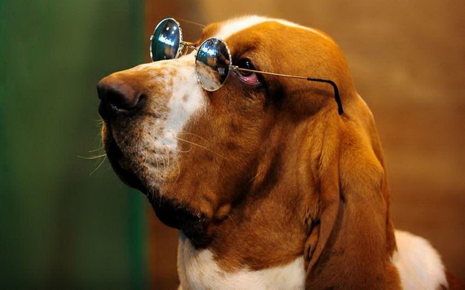 点击大图看下一张：纯种巴吉度犬搞笑帅气图片写真