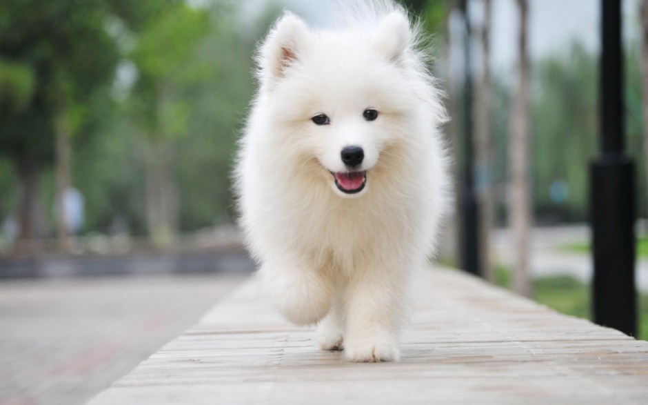 点击大图看下一张：欢乐飞奔的萨摩耶犬图片