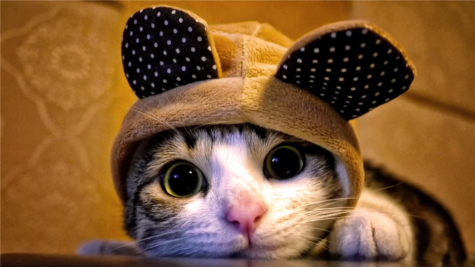 点击大图看下一张：超可爱卖萌的猫高清写真图片