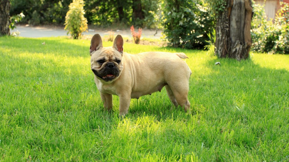 点击大图看下一张：丑萌可爱的法国斗牛犬写真图片