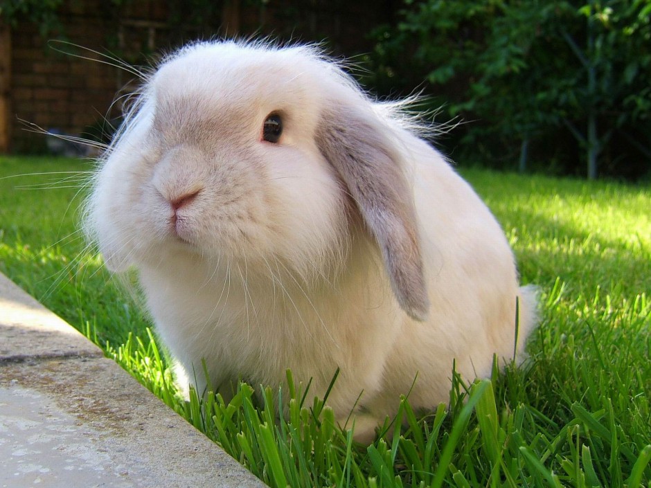 点击大图看下一张：可爱迷人的迷你垂耳兔高清图片