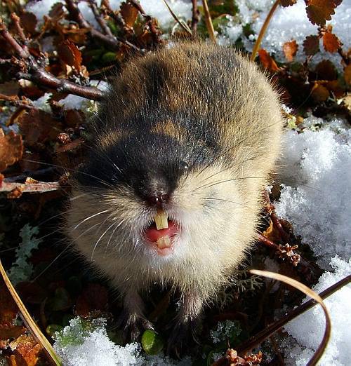 点击大图看下一张：北极旅鼠龇牙咧嘴图片
