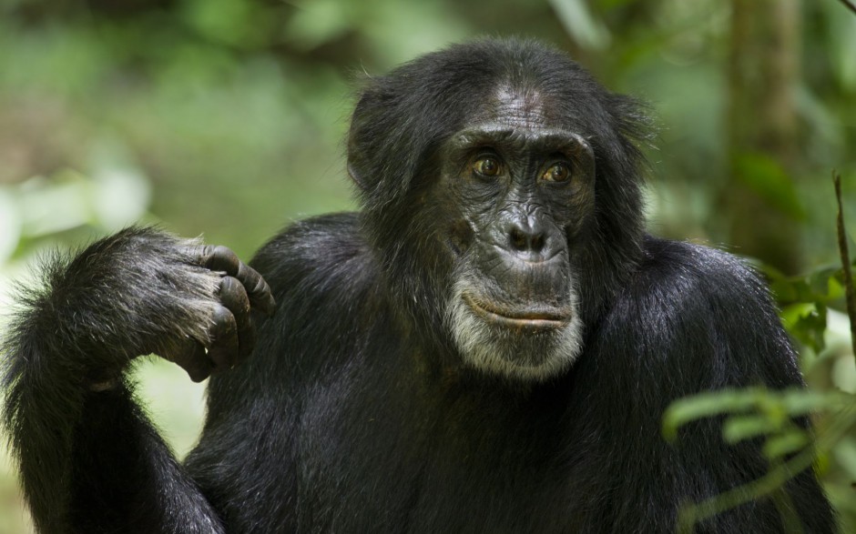 点击大图看下一张：可爱大猩猩森林抓拍图片