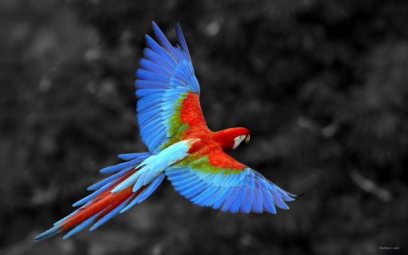 点击大图看下一张：色彩炫丽的金刚鹦鹉高清组图
