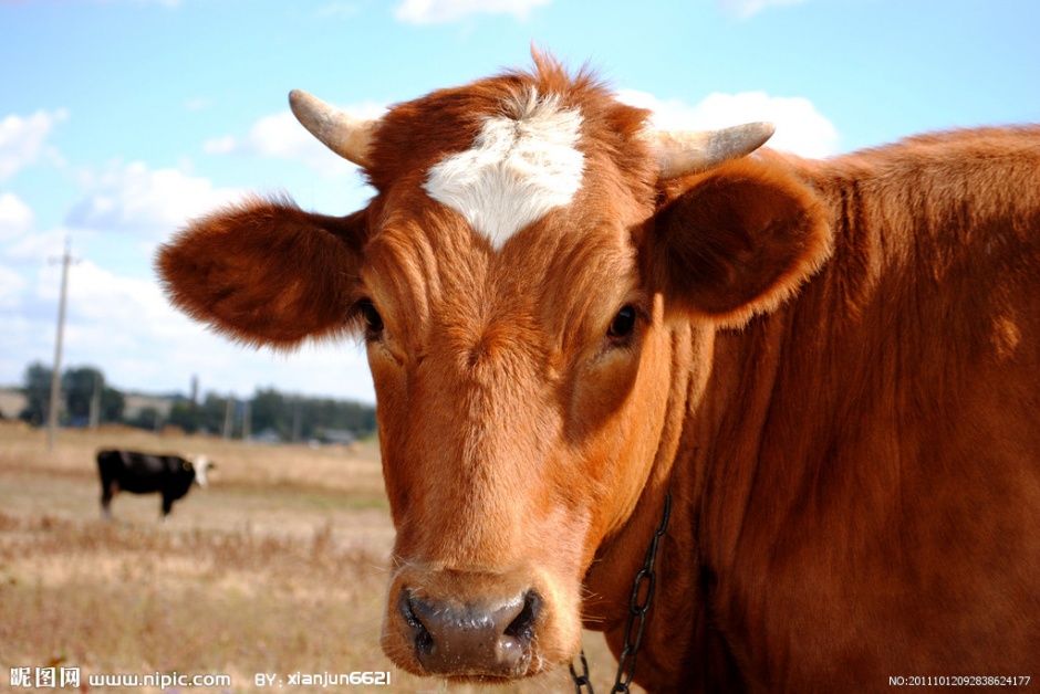 点击大图看下一张：草原上的大黄牛高清图片