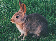 草地上萌萌的小兔子图片