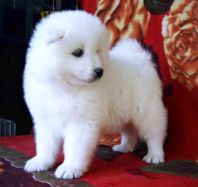 点击大图看下一张：超可爱的萨摩耶犬高清图片