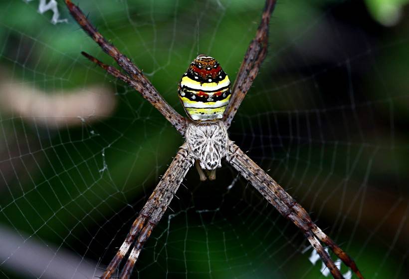 点击大图看下一张：彩色可爱的蜘蛛高清图片