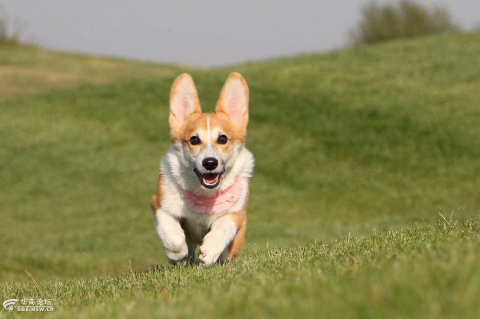点击大图看下一张：可爱的柯基犬草地奔跑图片