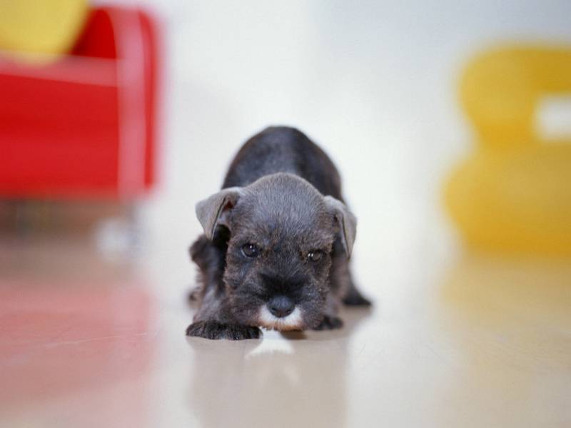 点击大图看下一张：可爱的标准雪纳瑞犬高清图片