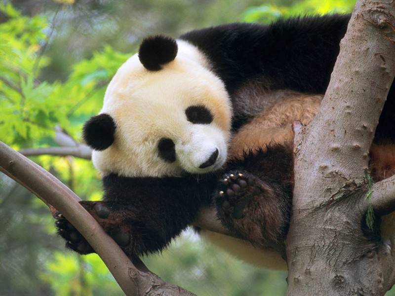 点击大图看下一张：长颈鹿熊猫野生动物图片合集
