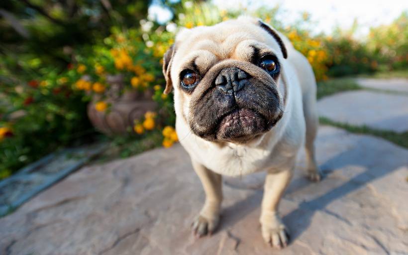 点击大图看下一张：调皮可爱的巴哥犬唯美图片欣赏