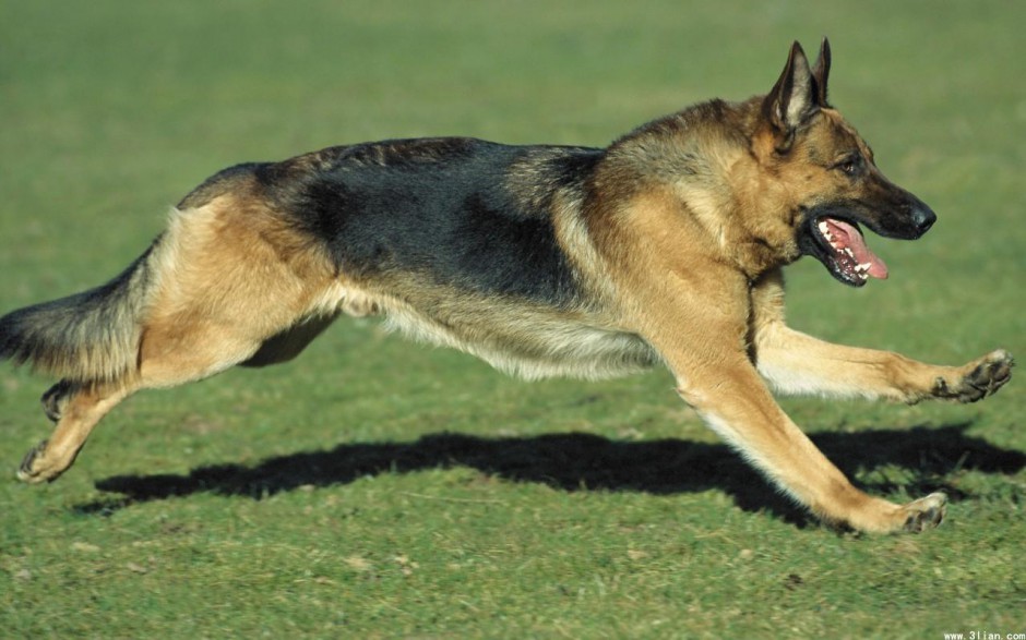 点击大图看下一张：正宗的德国牧羊犬户外奔跑图片