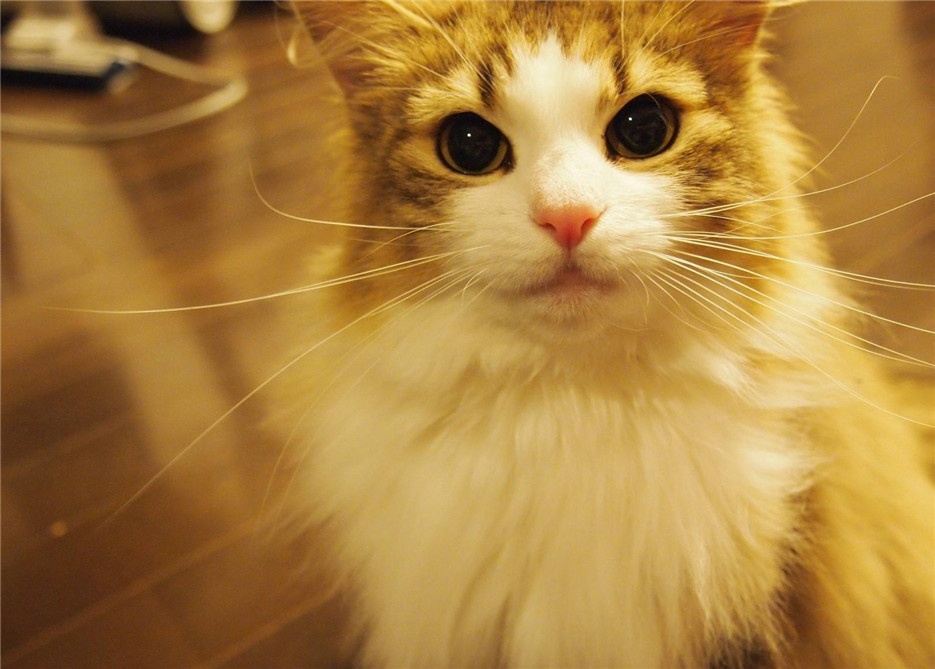点击大图看下一张：可爱萌萌哒挪威森林猫图片