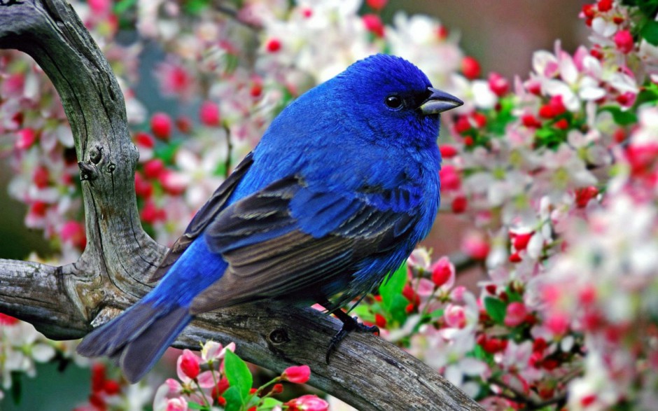 点击大图看下一张：置身花丛的蓝色知更鸟图片