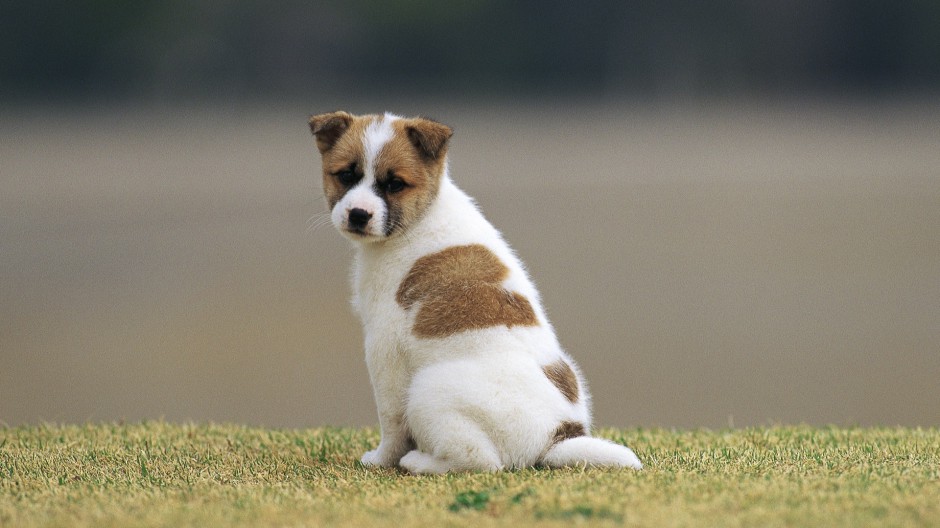 点击大图看下一张：可爱超萌的狗狗高清摄影图片