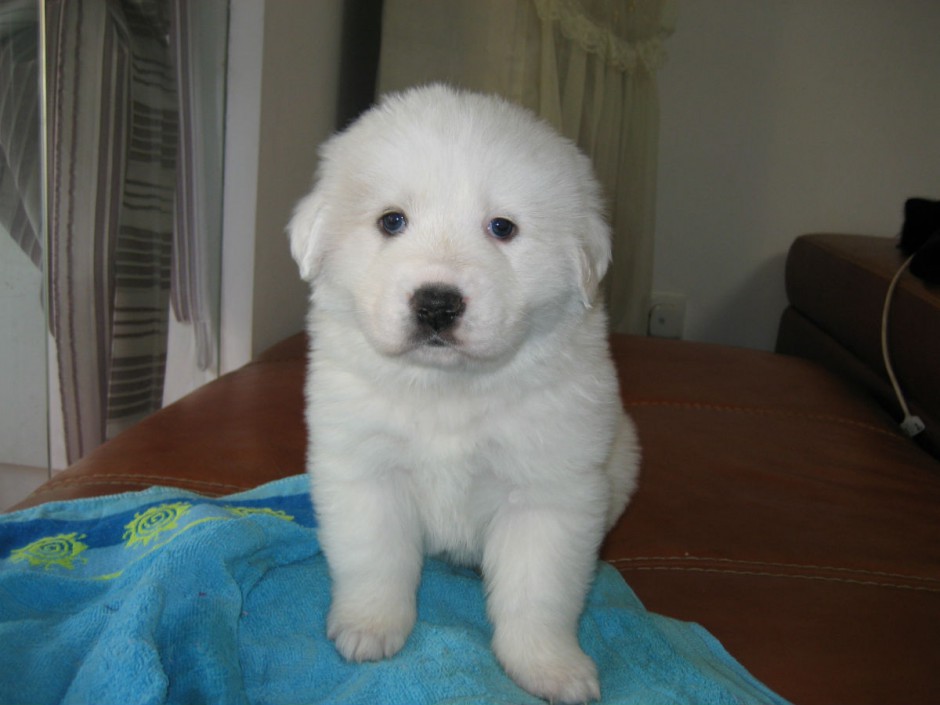 点击大图看下一张：毛茸茸的大白熊犬幼犬图片