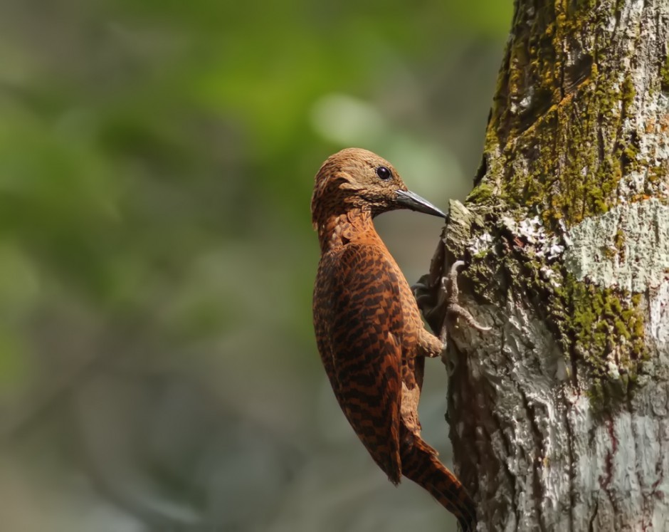 点击大图看下一张：森林益鸟啄木鸟捉虫图片