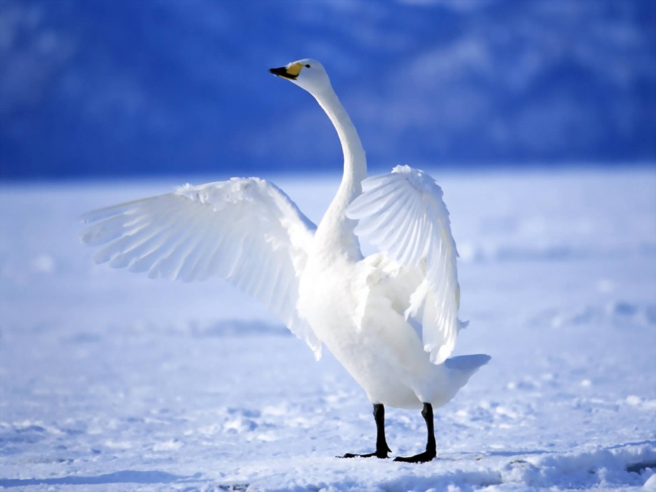 点击大图看下一张：身姿优雅的白天鹅图片