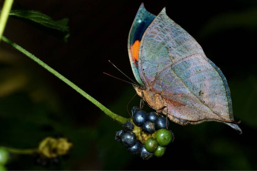 点击大图看下一张：色彩斑斓的蝴蝶图片素材