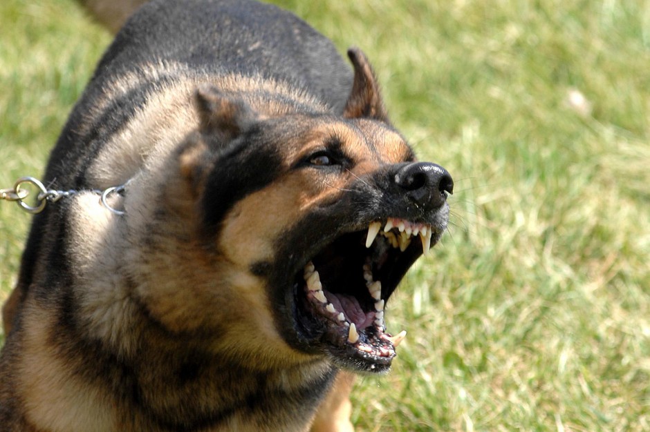 点击大图看下一张：中华黑狼犬凶猛龇牙图片特写