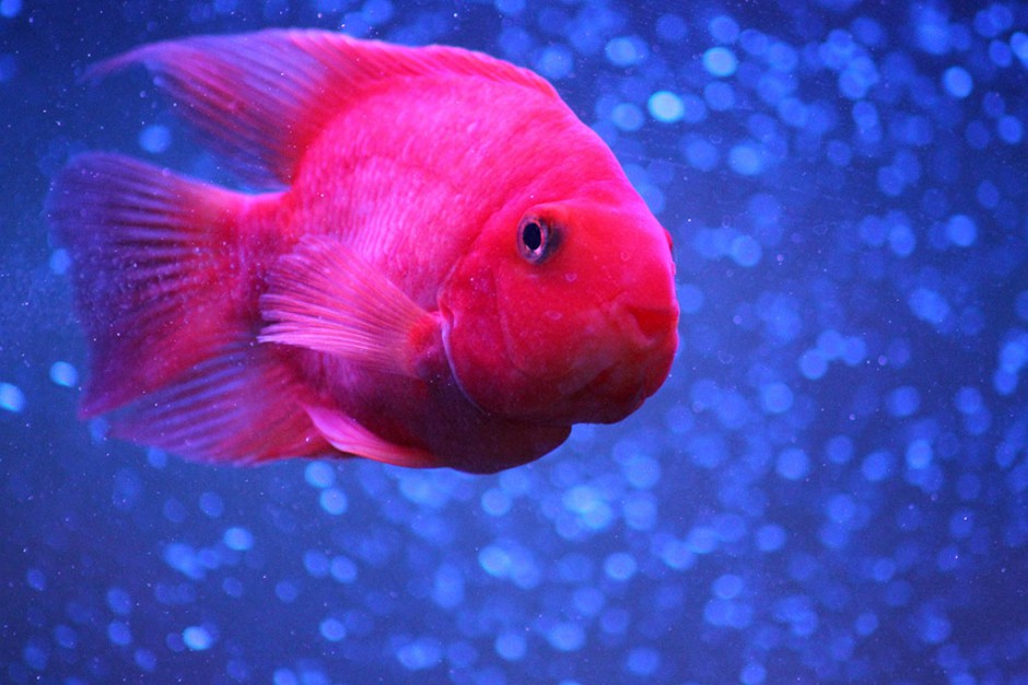 点击大图看下一张：红血鹦鹉鱼图片高清壁纸