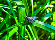 杂食性昆虫苍蝇图片