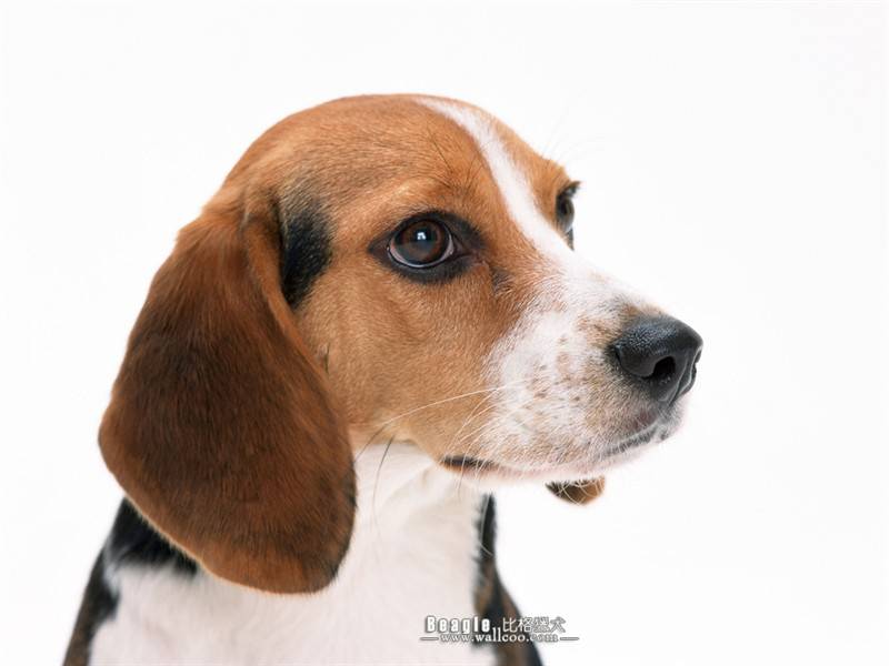 点击大图看下一张：长耳比格猎犬可爱动物狗狗壁纸