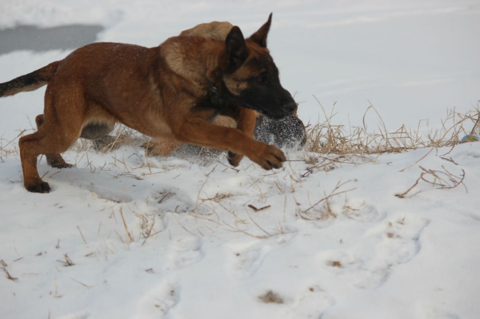 点击大图看下一张：在雪地奔跑的比利时马犬图片