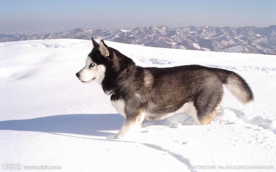 点击大图看下一张：冰天雪地里的雪橇犬图片大全