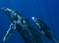 可爱鲸鱼海底嬉戏图片