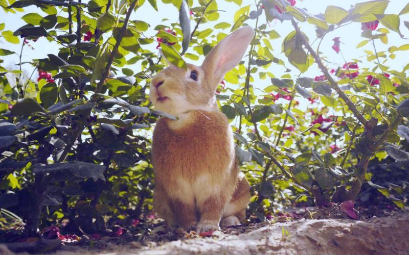 点击大图看下一张：可爱宠物毛绒绒的萌兔子唯美图集