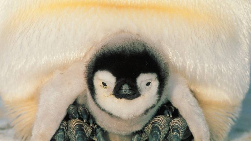 点击大图看下一张：南极企鹅呆萌可爱写真图集欣赏