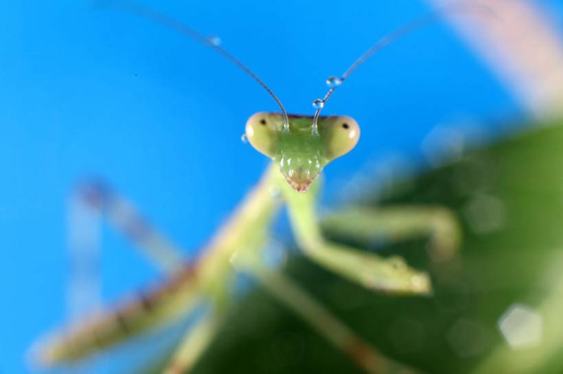 点击大图看下一张：绿色昆虫中华螳螂微距图片