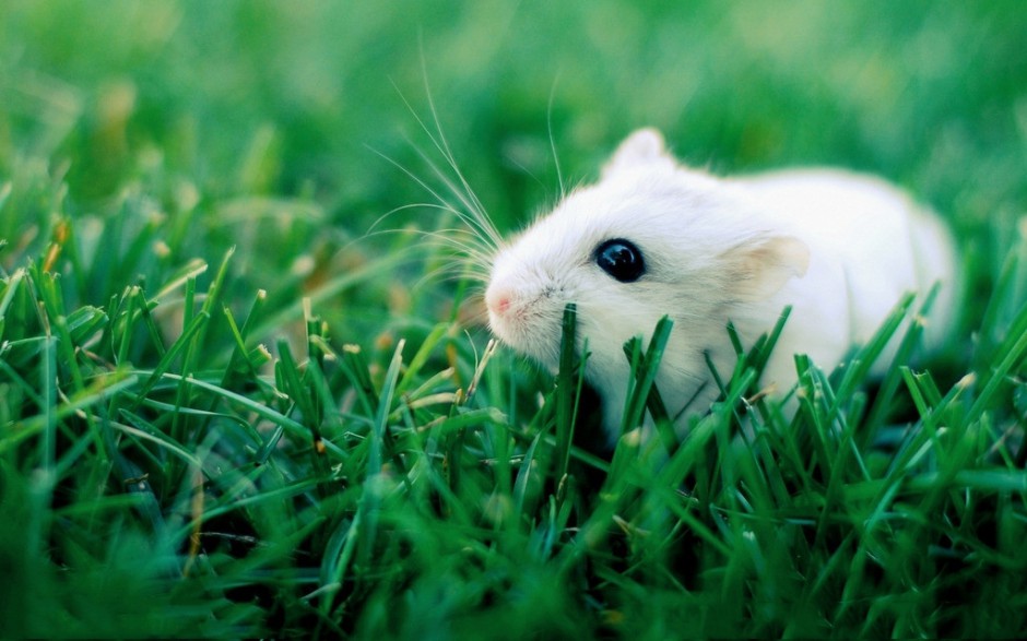 点击大图看下一张：小白鼠绿草地迷人写真图片