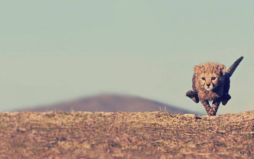 点击大图看下一张：迅捷的猫科猛兽豹子图片高清特写