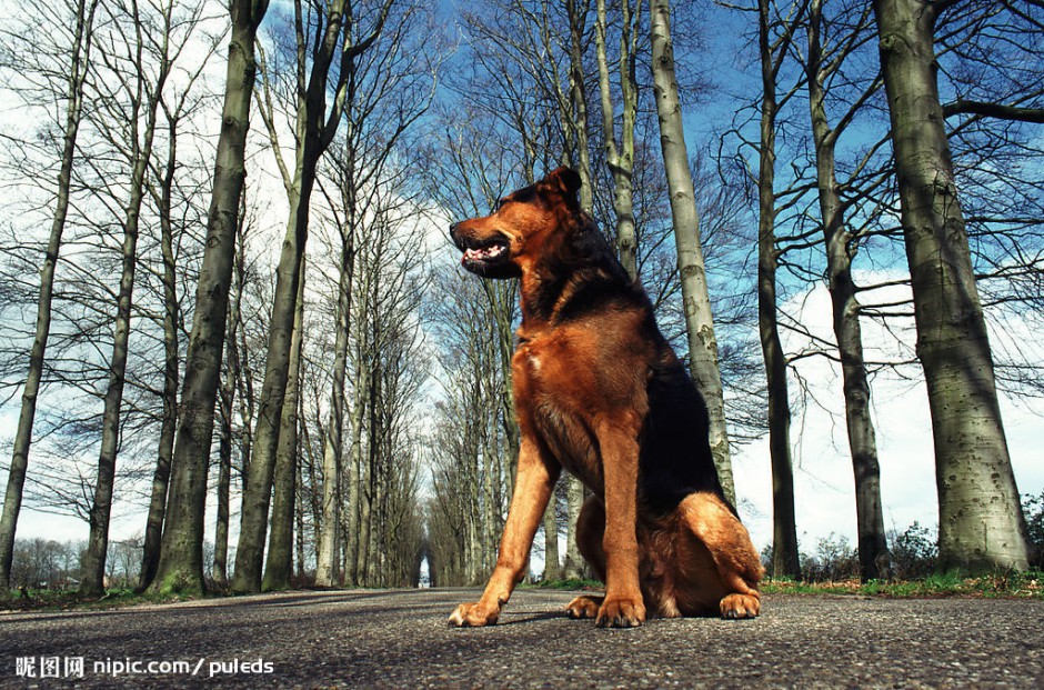点击大图看下一张：忠诚勇敢的德国狼犬图片