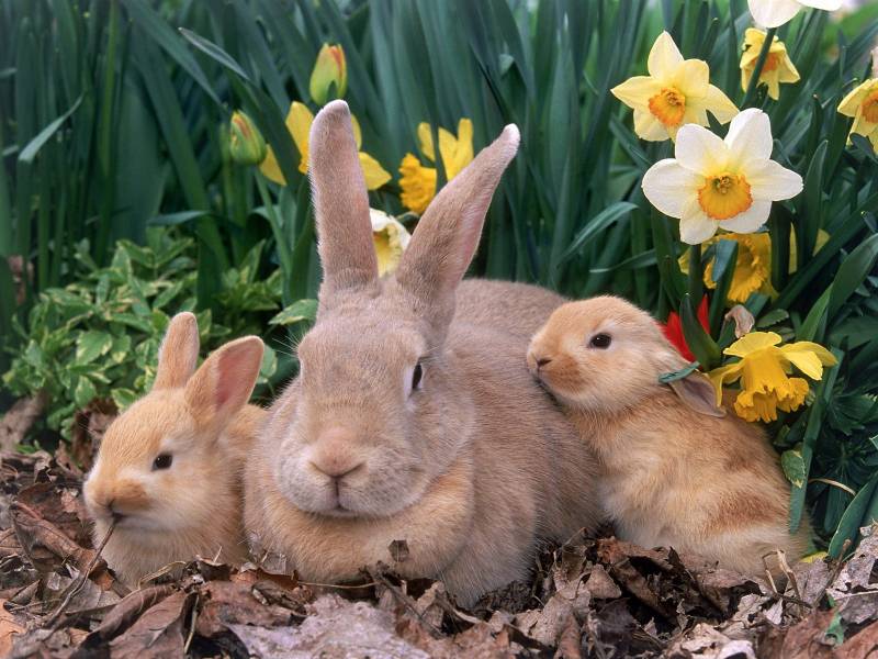 点击大图看下一张：可爱毛绒绒的兔子写真合集