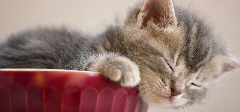 点击大图看下一张：打瞌睡的可爱小猫咪图片