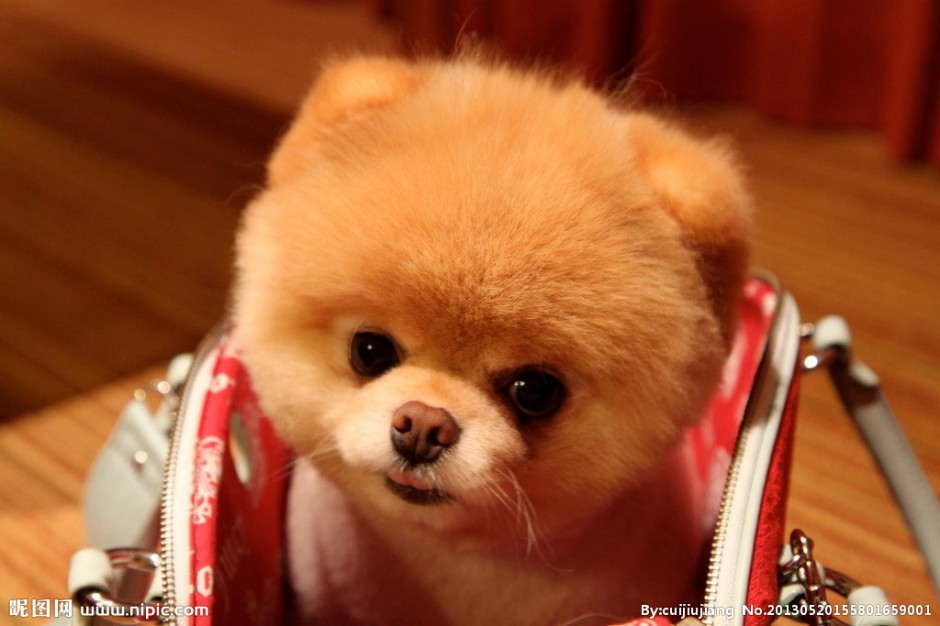 点击大图看下一张：可爱的黄博美犬幼犬图片