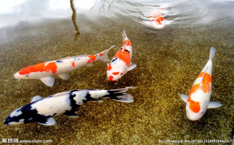 点击大图看下一张：红白锦鲤水池畅游嬉戏图片