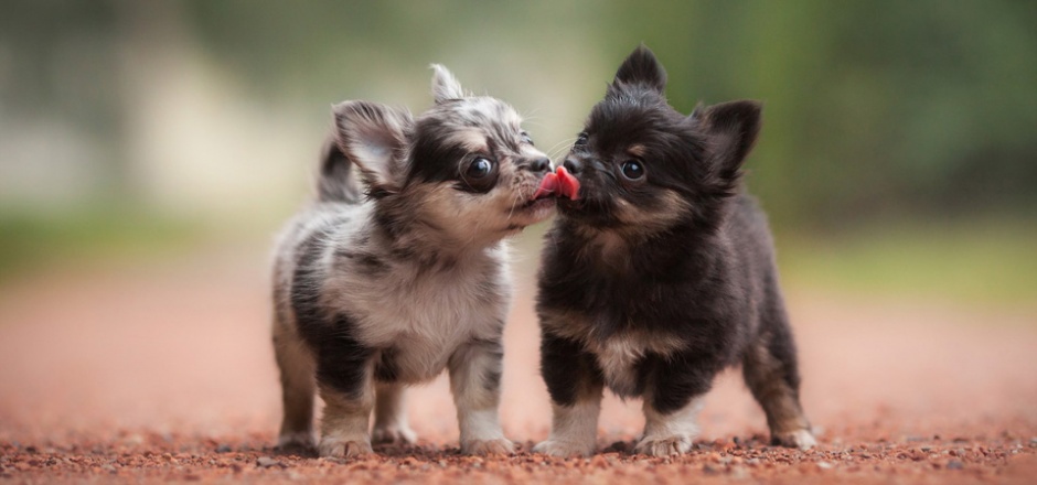 点击大图看下一张：两只小狗狗亲吻的图片