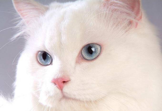 点击大图看下一张：蓝眼白猫波丝猫萌翻众人