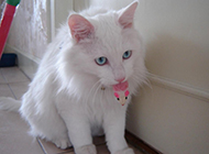 长毛蓝眼白猫咬玩具图片