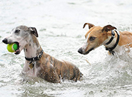 惠比特犬水中训练图片